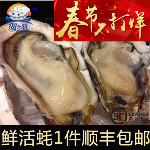 生蚝鲜活 带壳牡蛎 刺身蚝 NIN0木箱12只原装PK吉拉多顺丰包邮