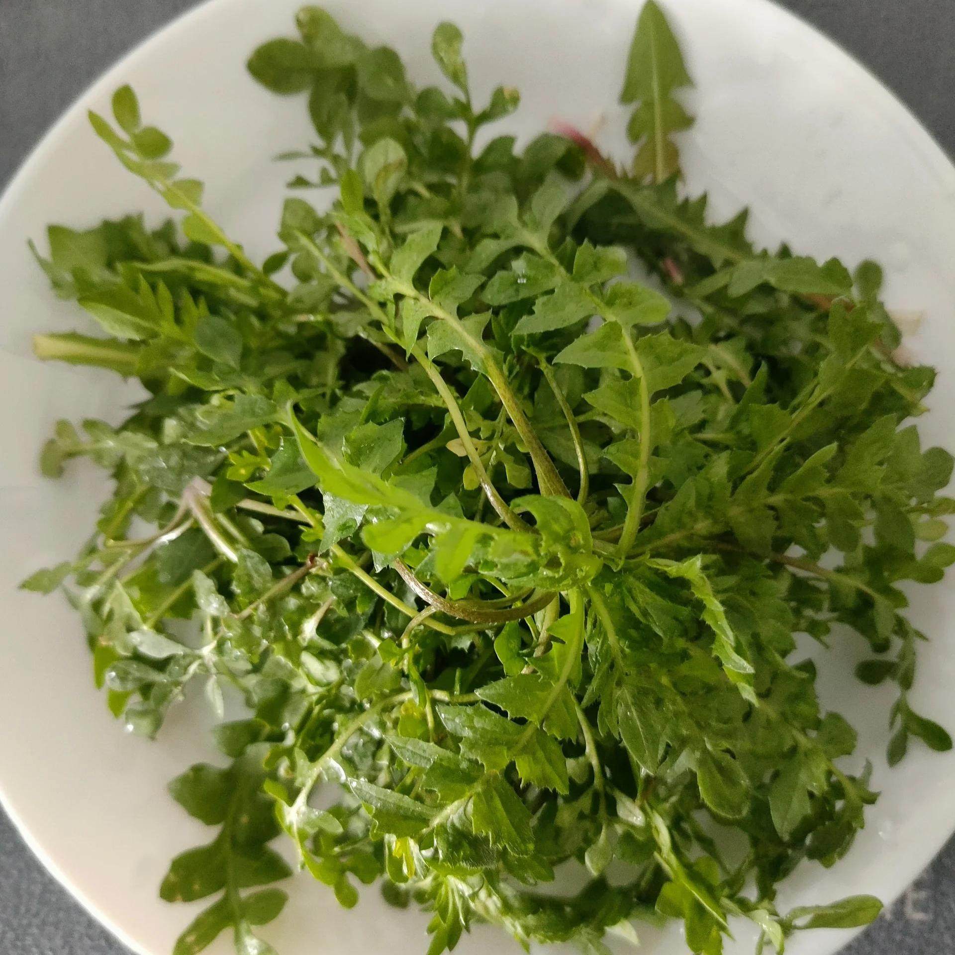 洋子推荐张家界野生荠菜，现摘现发！