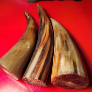 M12天然西藏花白牦牛角原料弹弓扳指手刀柄把件实心无裂牛角尖料