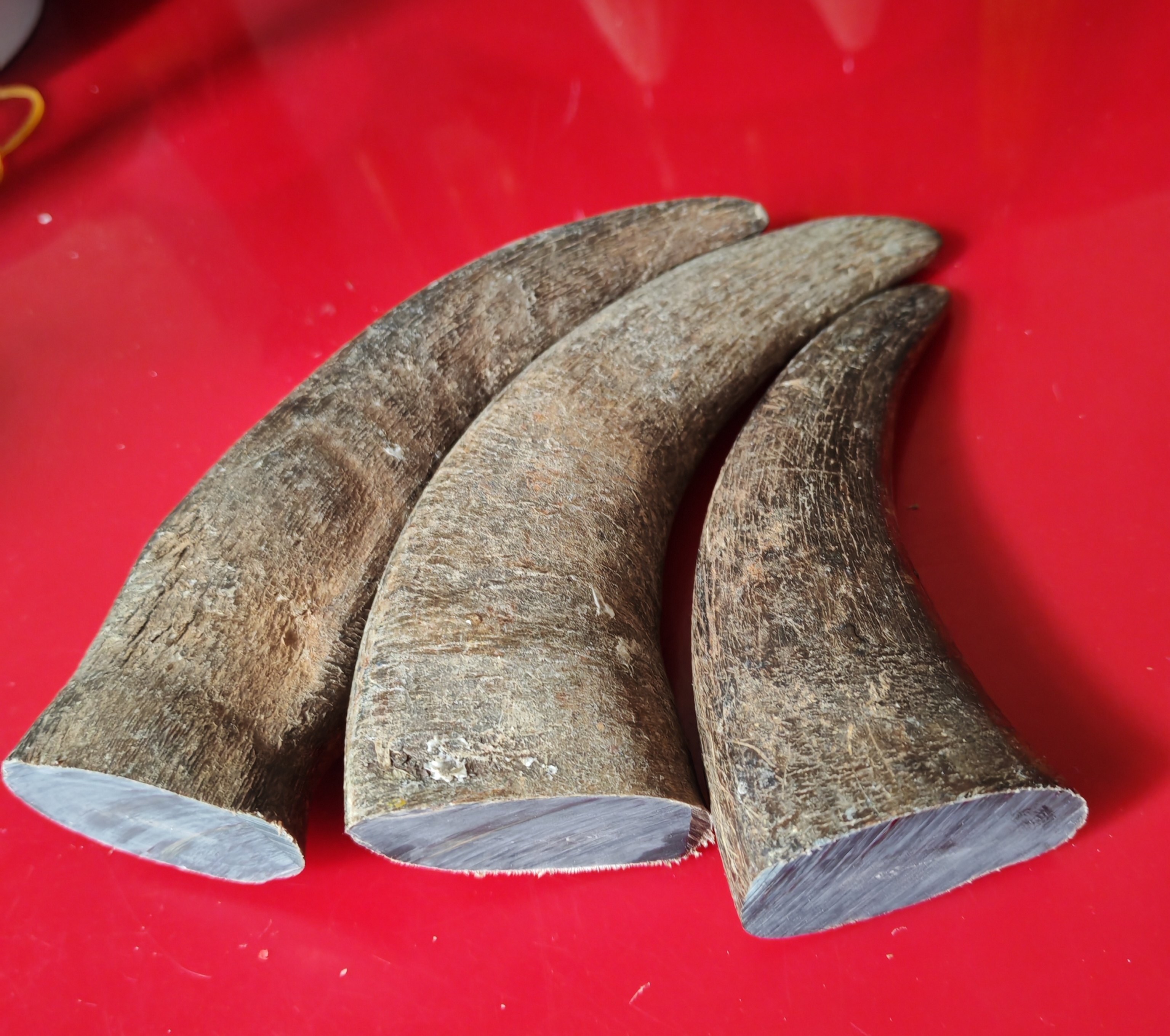 M02黑水牛角原材料一物一图实物拍照专链接弹弓刀柄吊牌梳子雕刻