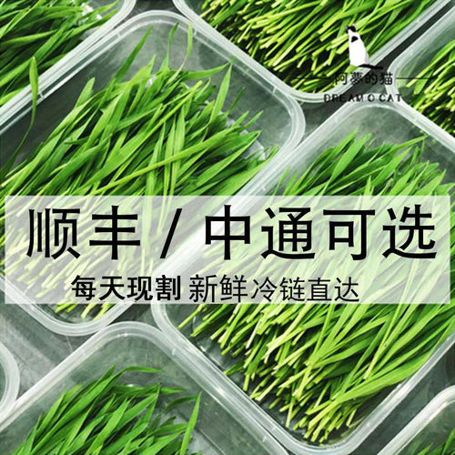 收到即食新鲜十足的一盒猫草