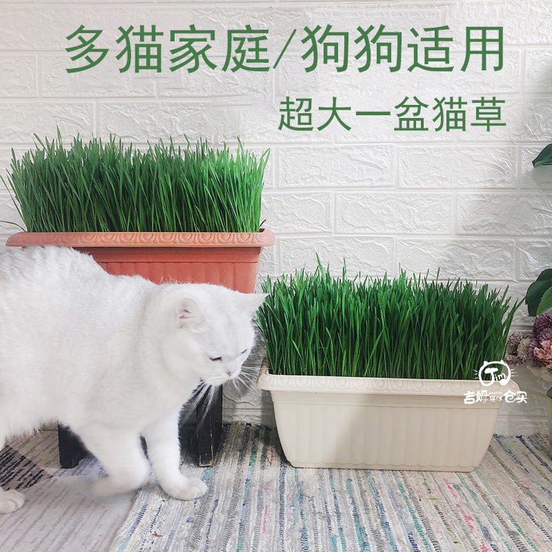 家庭版大盆猫草种植套装