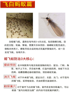 白蚁杀虫剂药水预防灭除飞蚂蚁药克星杀飞蚁防治专用家用非全窝端