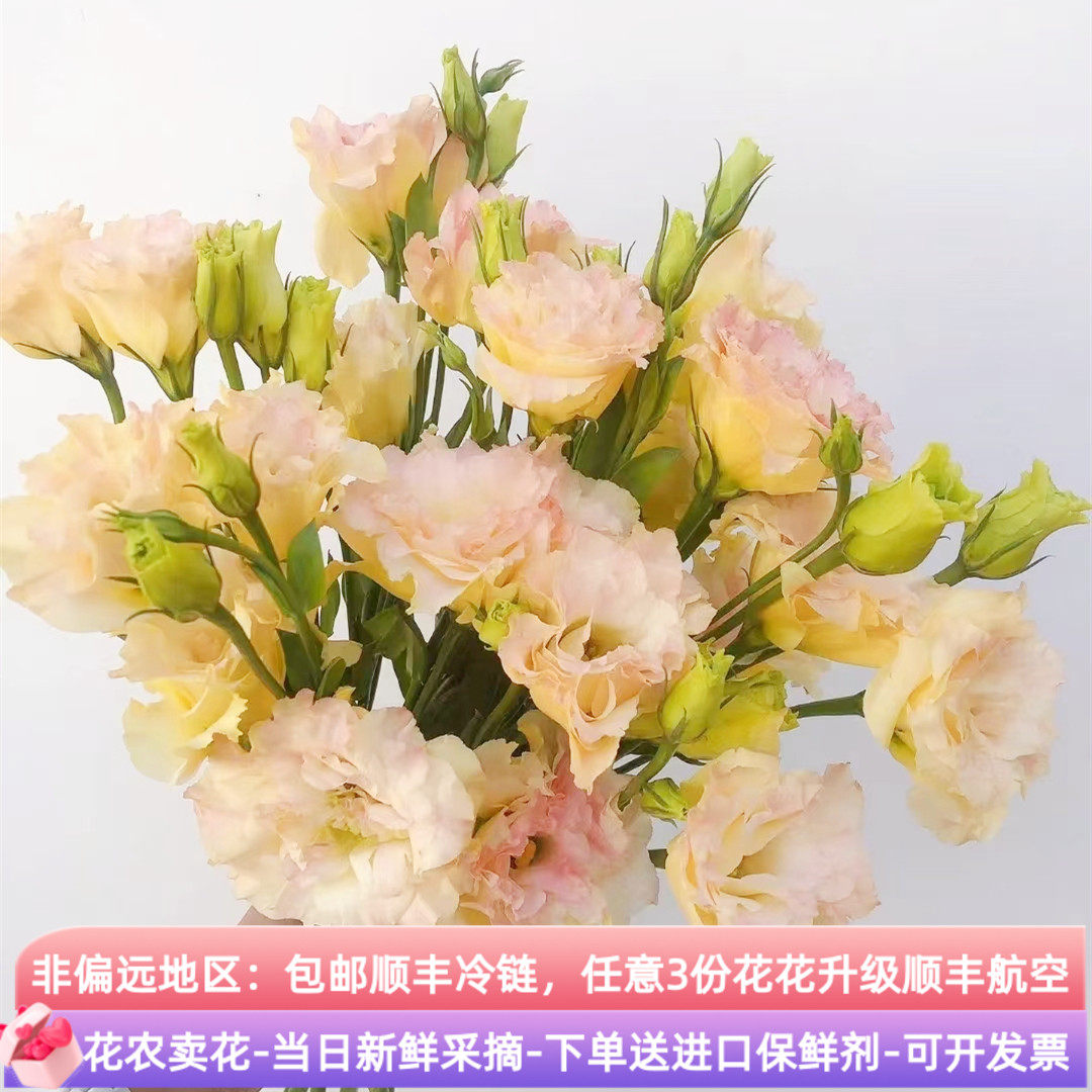 香槟色洋桔梗鲜花斗南直发云南基地花卉花束花瓶插花水养鲜切花,鲜花速递/花卉仿真/绿植园艺,花材,淘宝优惠券,粉丝福利购,淘宝优惠卷