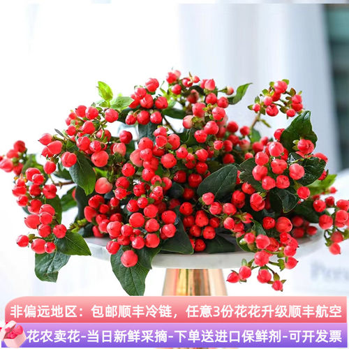 情人节相思豆配花首选