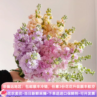 重瓣紫罗兰鲜切花云南昆明斗南市场基地直发顺丰家用水养插花束香