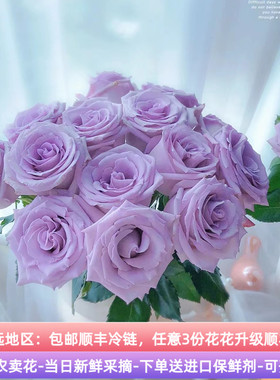 梦金鹏A级海洋之歌紫色玫瑰鲜花云南斗南市场基地直发水养顺丰
