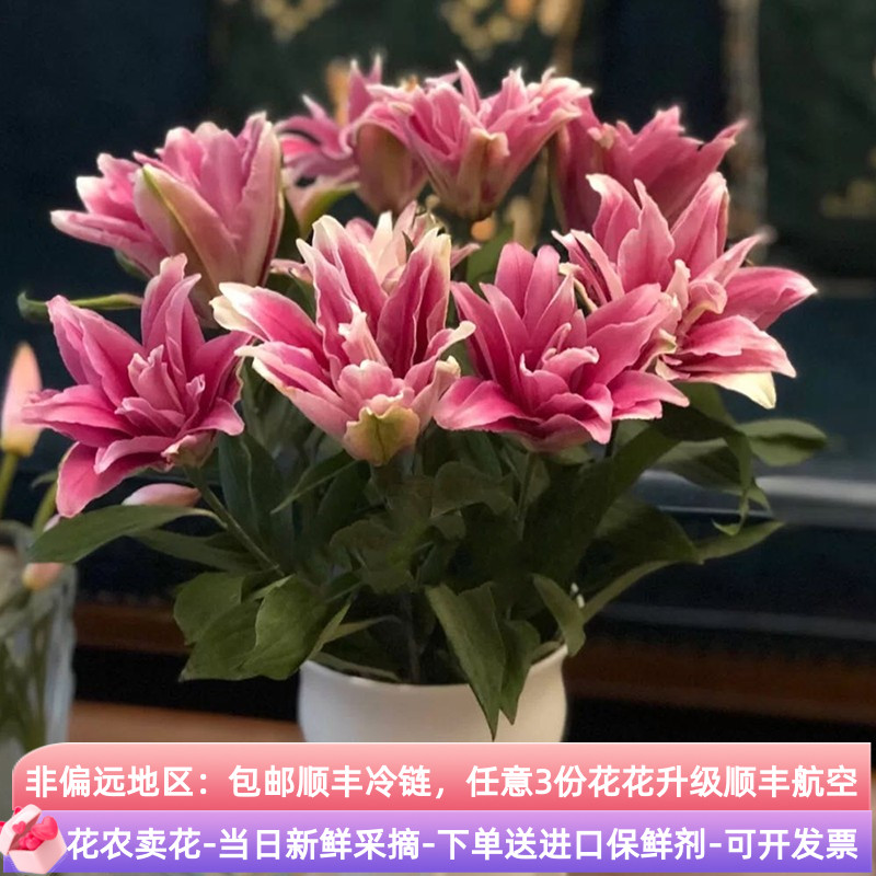 蜜糖水晶、艾琳娜、莲花百合集合