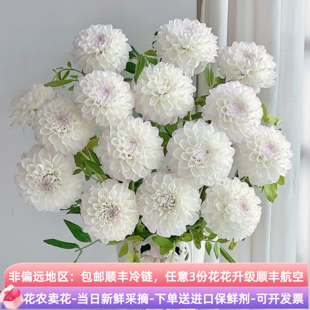 鲜花白色大丽花束手工花瓶装家居装饰花材顺丰云南昆明基地直发