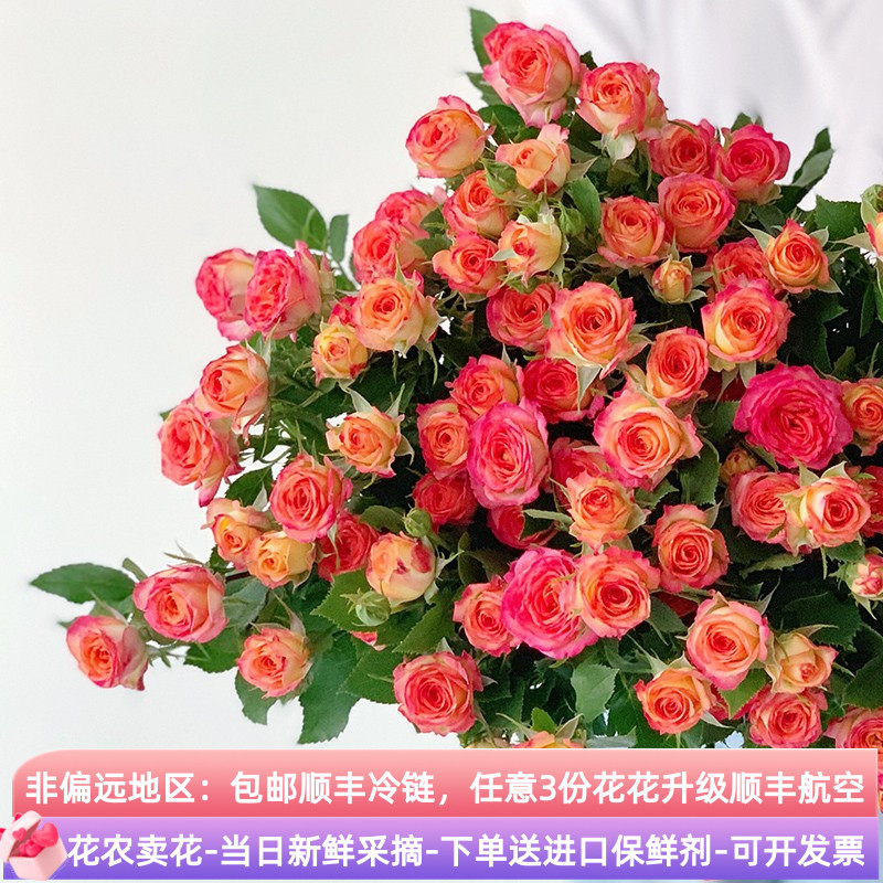 真花爱丽丝泡泡玫瑰鲜花