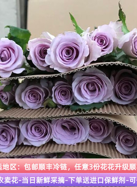 鲜切花海洋之歌稀有紫色玫瑰花云南基地直发顺丰家用水培真花插花
