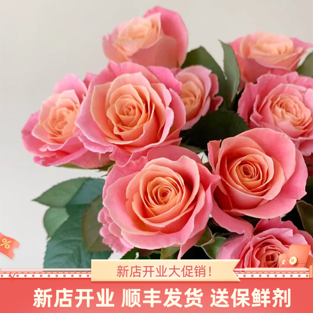 方德水培玫瑰鲜花云南斗南基地直发昆明猪小姐家用水养插花束顺丰