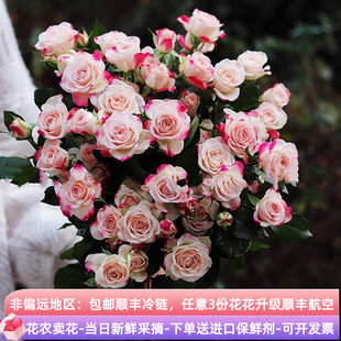 折射泡泡多头小玫瑰鲜花云南基地斗南直发水养水培玫瑰花鲜切花