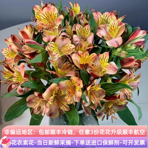 水仙百合花鲜花斗南直发云南基地