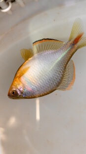 野采中华彩石鳑鲏鱼除藻小能手颜值高发色很漂好养易活包邮公鱼