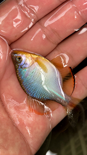 彩石鳑鲏鱼冷水观赏鱼活体小型鱼苗原生群游鱼除藻好养鱼中华鳑鲏