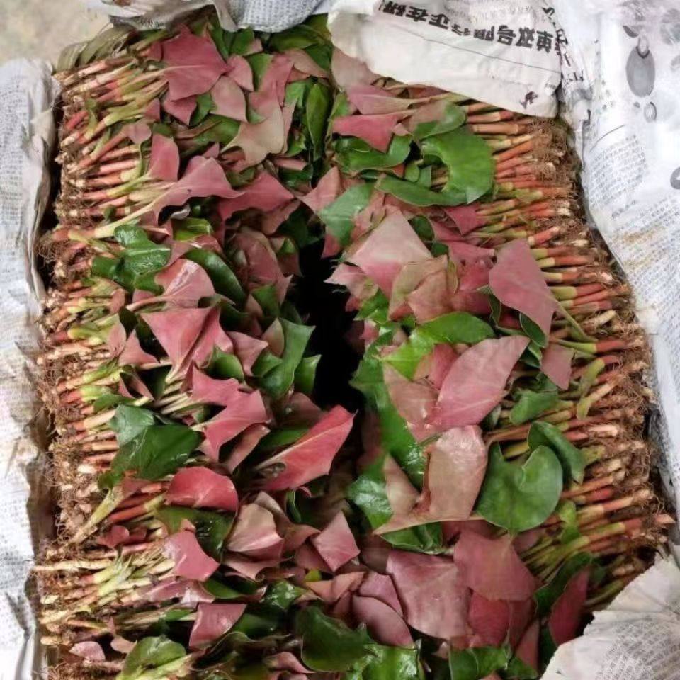 四川新鲜折耳根嫩叶鱼腥草嫩叶凉拌折耳根嫩叶现挖现发