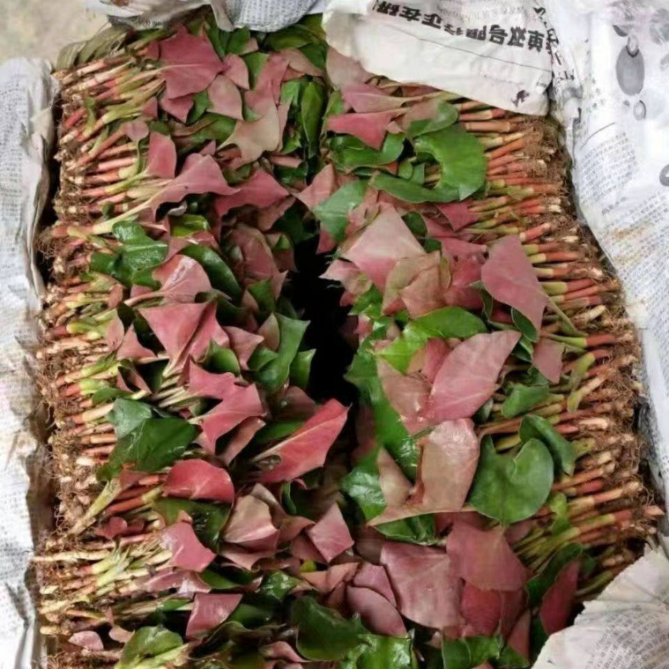 鱼腥草折耳根新鲜带叶子嫩叶嫩芽野生四川鲜鱼腥草凉拌,水产肉类/新鲜蔬果/熟食,叶菜类,淘宝优惠券,粉丝福利购,淘宝优惠卷