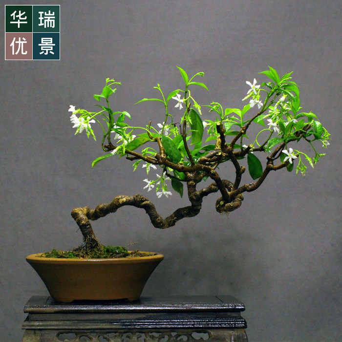低价络石盆景开花结果盆栽石龙藤四季常青植物耐寒耐冻绿植居家