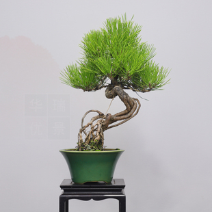 黑松老桩米叶罗汉松栀子花地柏松柏黄杨开花精品盆景送礼室内植物