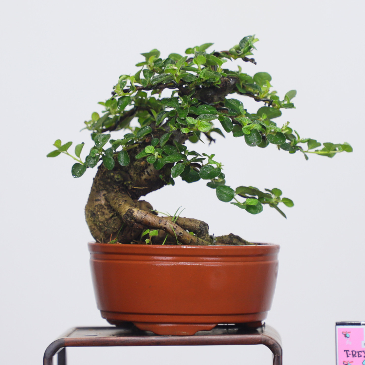 华瑞优景红花栒子掌上小老桩盆景开花结果盆栽红果荀子耐寒绿植