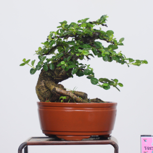 华瑞优景红花栒子掌上小老桩盆景开花结果盆栽红果荀子耐寒绿植