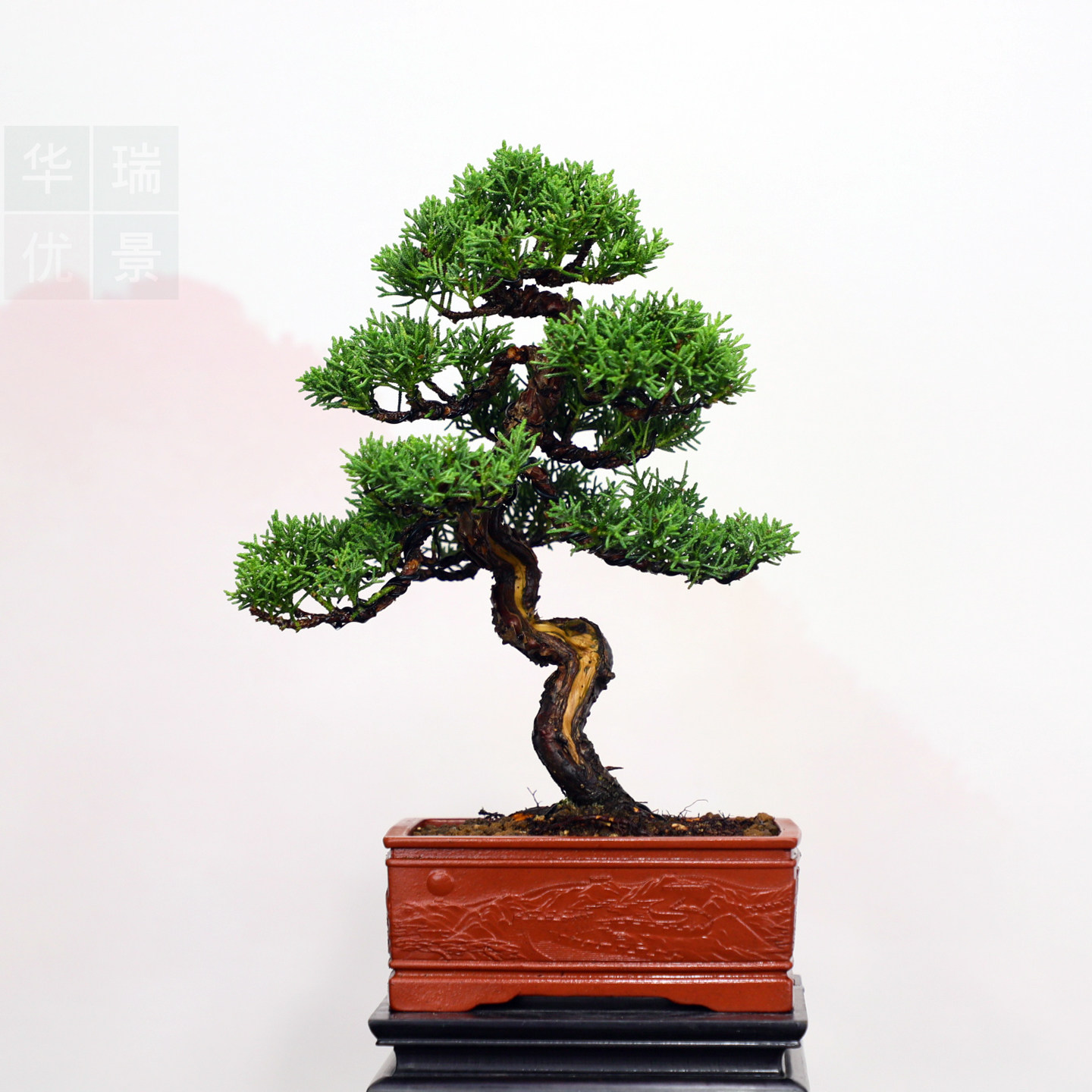 精品真柏小老桩松柏盆景四季常青植物办公居家盆栽耐寒耐冻盆景送