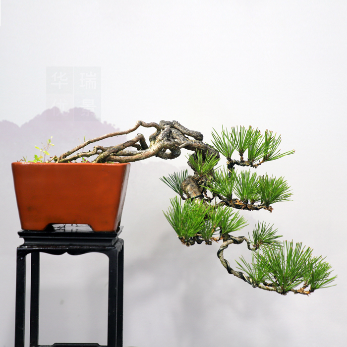 华瑞优景提根耐冻年货居家盆景