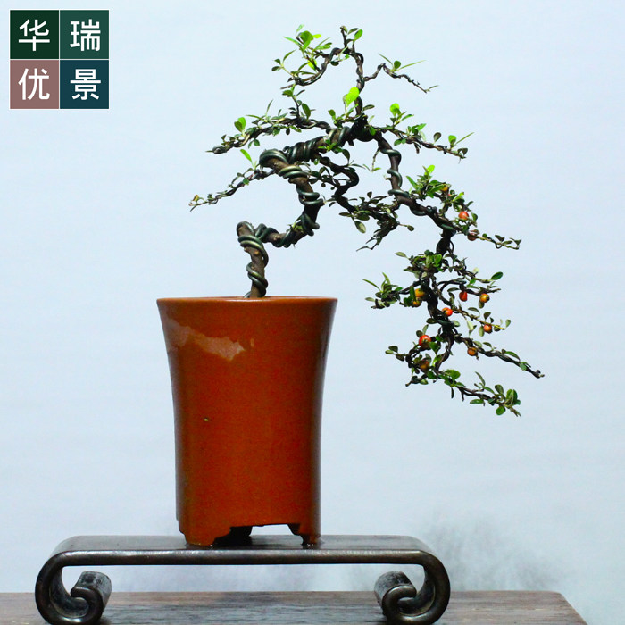 小叶珍珠栒子掌上微型盆景开花结果高山荀子盆栽办公居家绿植红果,鲜花速递/花卉仿真/绿植园艺,绿植,淘宝优惠券,粉丝福利购,淘宝优惠卷