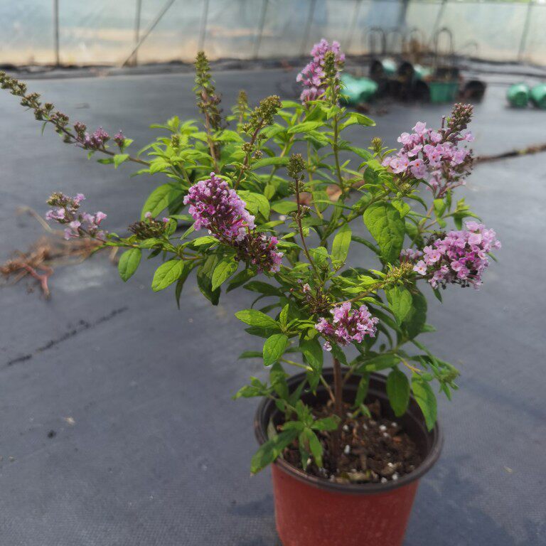 进口新品醉鱼草月光耐寒耐旱花期从夏到秋