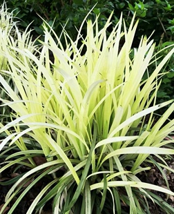 包邮英国山麦冬纯金啤酒多年生花境彩叶植物耐-15℃春天叶子白色