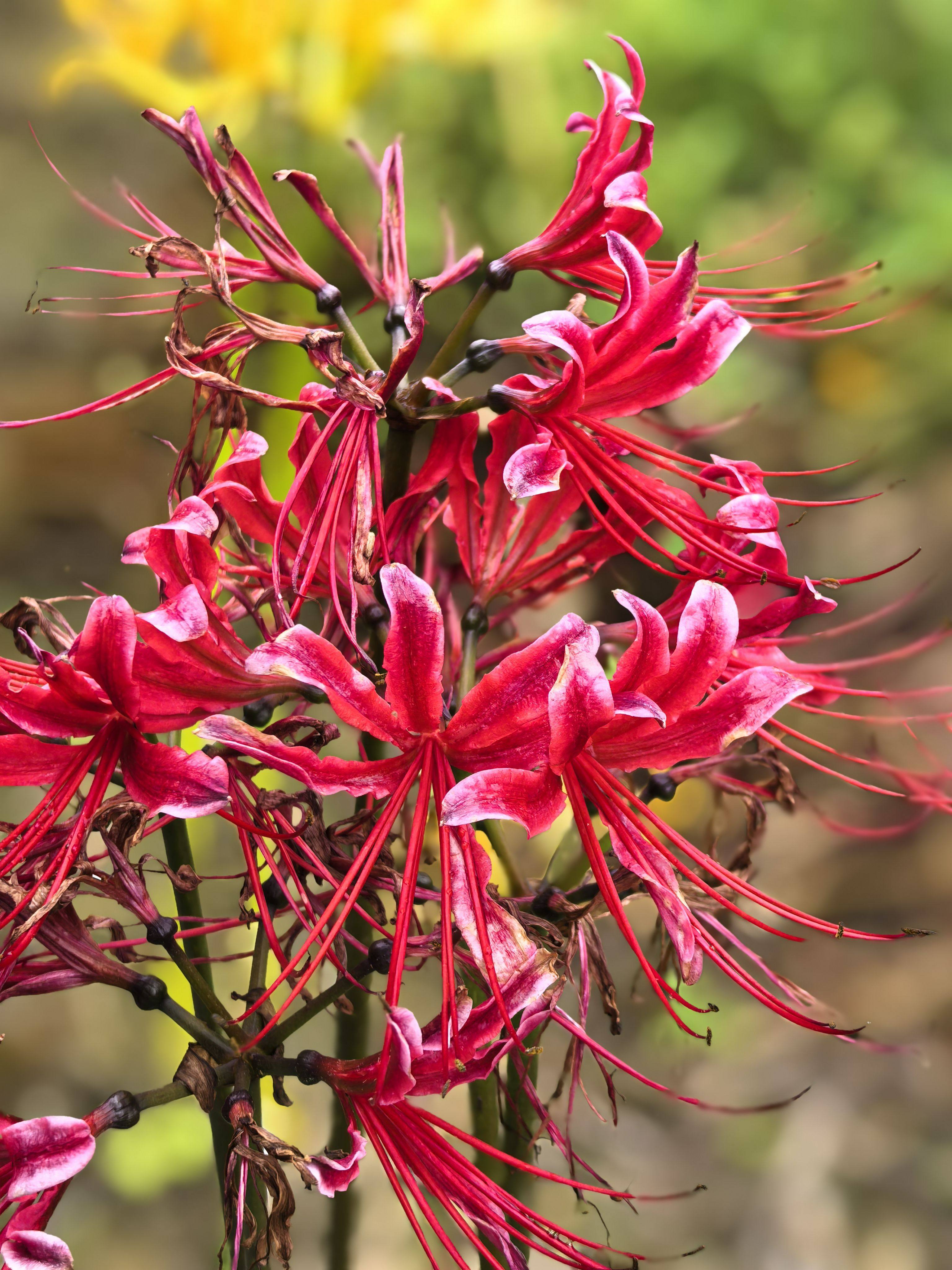 石蒜彼岸花曼珠沙华种球,换锦,中国石蒜