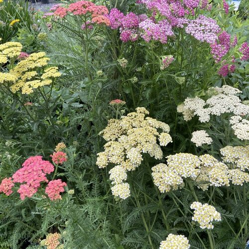 观赏和食用兼备的『蓍草』耐-10度多年生宿根植物皮实好养花期长