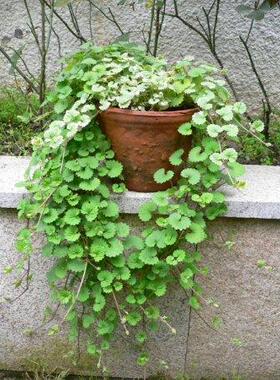 包邮 香草苗盆栽金钱薄荷/活血丹多年生草本可垂吊可入药