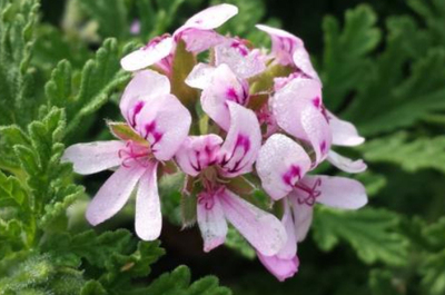 香草苗之芳香天竺葵，驱蚊草