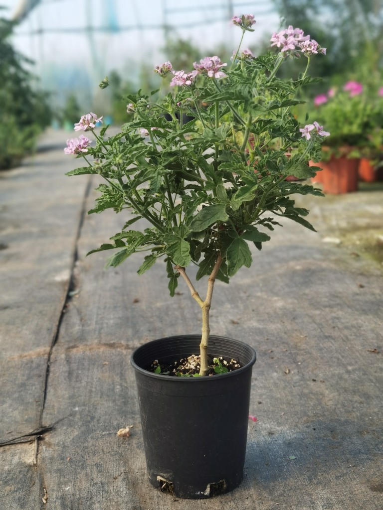 香草苗玫瑰天竺葵浓香精油茶饮