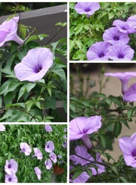 枫叶宿根牵牛花“水晶棒”morning glory “crystal bar”