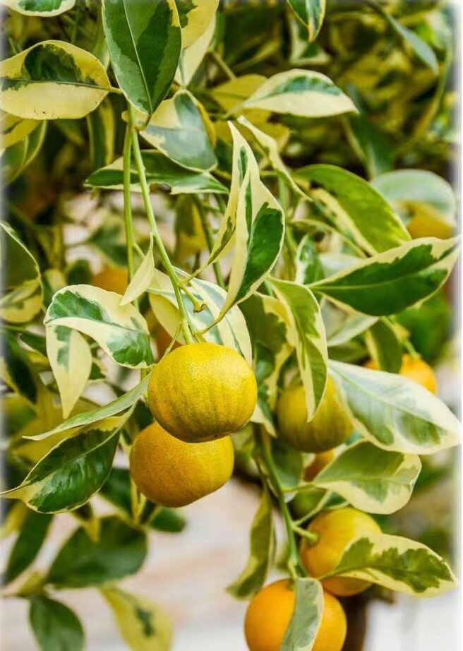 年后发货泰国花叶小青柠1加仑盆栽