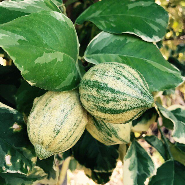 泰国花叶柠檬小苗观花观叶又观果清爽的柠檬香气