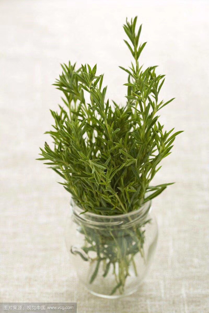 香草苗冬季香薄荷,多年生泡茶炖汤酱料