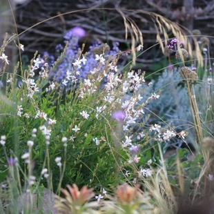 花境花园植物千鸟花白桃花山桃草宿根耐寒耐热花期长