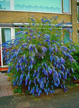 进口新品醉鱼草 'Nanho Blue' 靛蓝蓝灰色花中型夏花偏粉紫