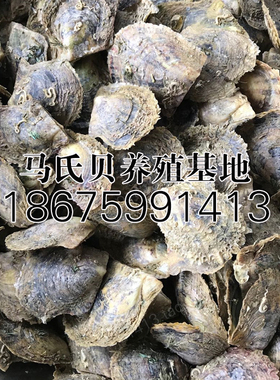 海水蚌 马氏贝养殖基地 AKOYA海水蚌 湛江海水蚌 非育珠蚌