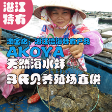 海水蚌直播 鲜活自己开 海水蚌养殖基地 直播海水珍珠开蚌 马氏贝