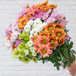 小雏菊多头菊云南鲜花基地直发鲜切花材家庭水养花束花束搭配