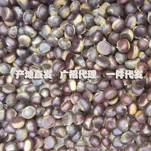 代理专拍本地土板栗板栗 生 新鲜甜糯野生小毛栗子沂蒙山板栗小栗