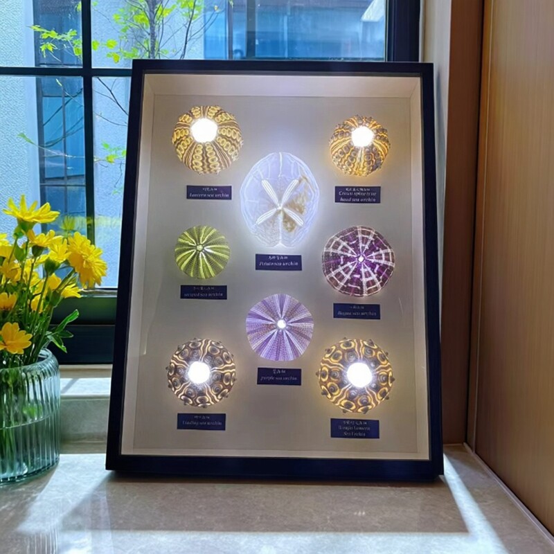海胆相框发光相框的小夜灯摆件悬相框/画框