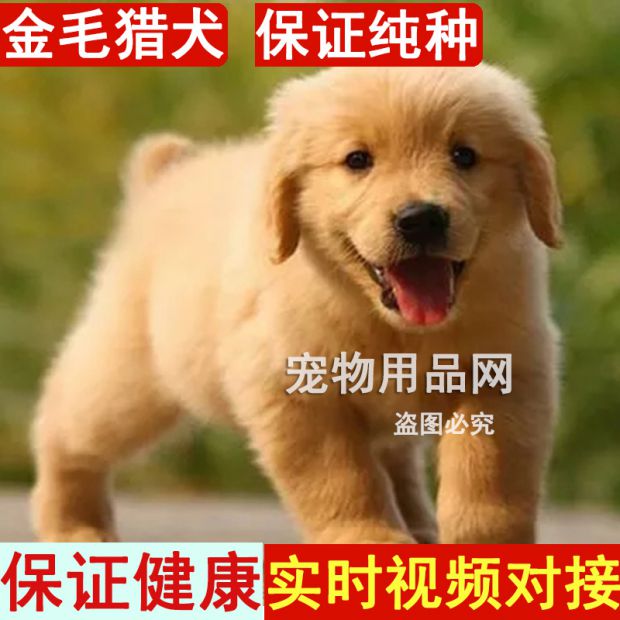 纯种金毛猎犬幼犬活体?#34892;?#29356;家养黄金猎犬宠物狗活体狗狗