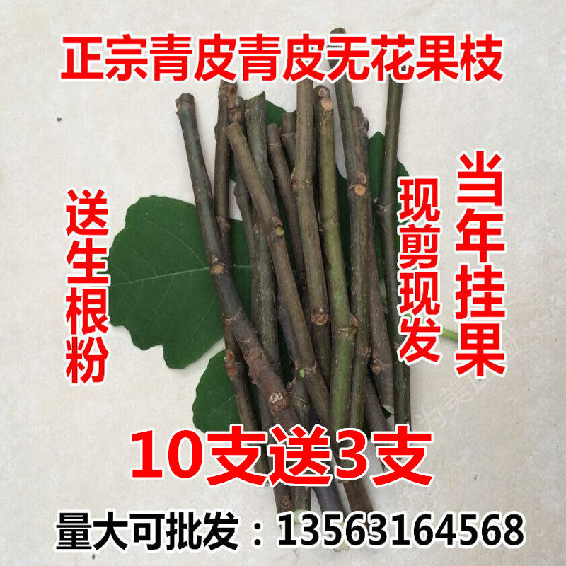 山东威海青皮新鲜无花果扦插枝条树枝非叶子根须现剪现发