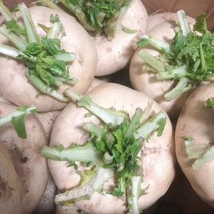 温州新鲜盘菜5斤嫩扁萝卜芜菁蔓菁诸葛菜圆菜头3斤农家种植